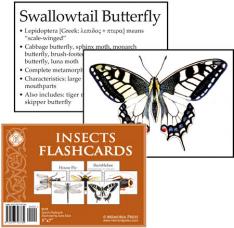 Insects Flashcards